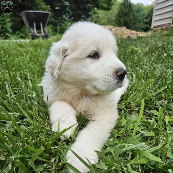 Seek, Great Pyrenees Puppy